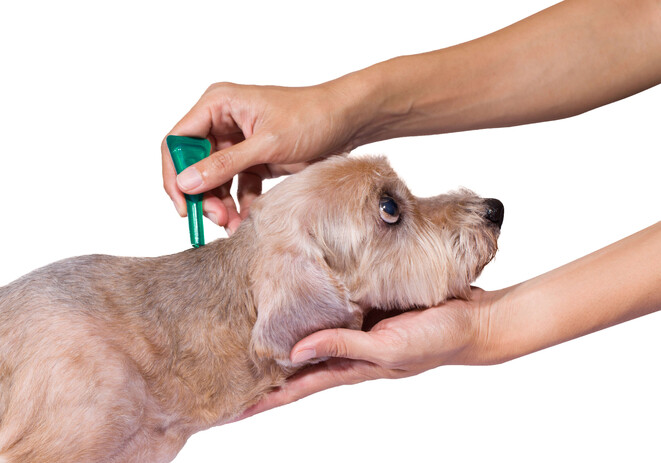 flea preventative