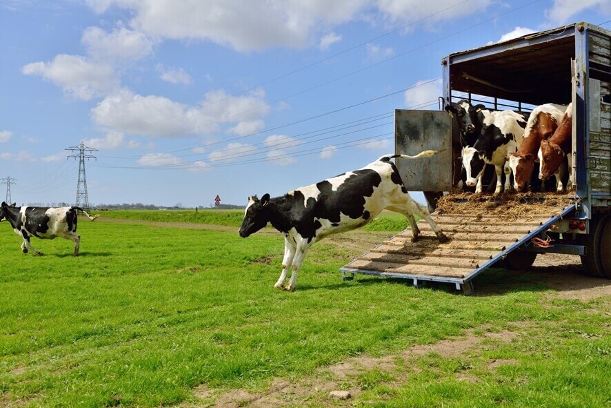 Transporting cows VetSouth