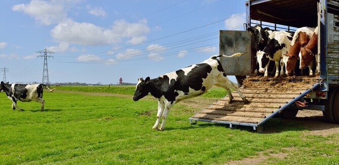 transporting stock and cows
