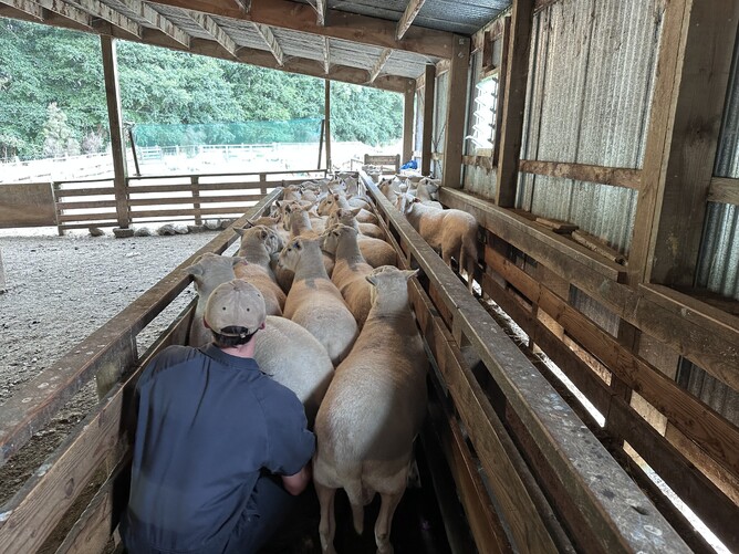 Vet James palpating rams on the annual VetSouth Ram Run.
