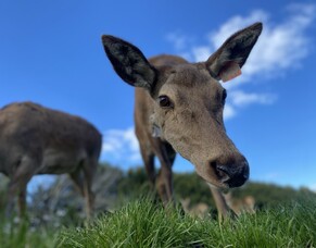 Hind repro performance