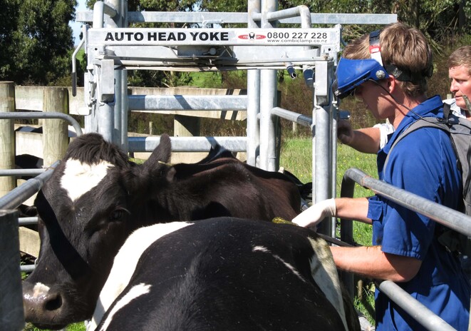 scanning cows at vetsouth