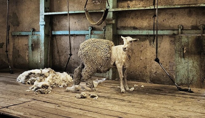 self shedding sheep