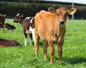 Many methods of calf drenching