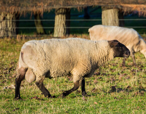 Brucella ovis and accreditation for rams