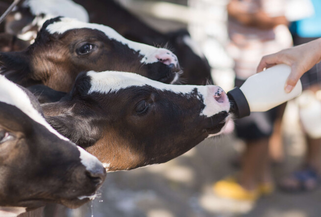 calves staggering drunk from milk feeders