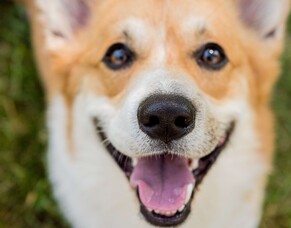 Keep your furry friend smiling