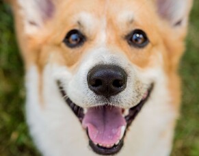 Keep your furry friend smiling