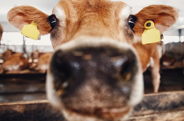 preparing for scanning