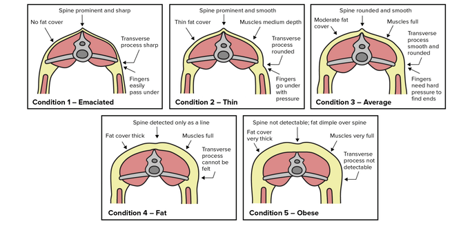 How to body condition score sheep | VetSouth