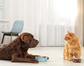 A healthy guide to feeding pets