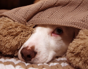 Keeping your pets safe and calm during fireworks