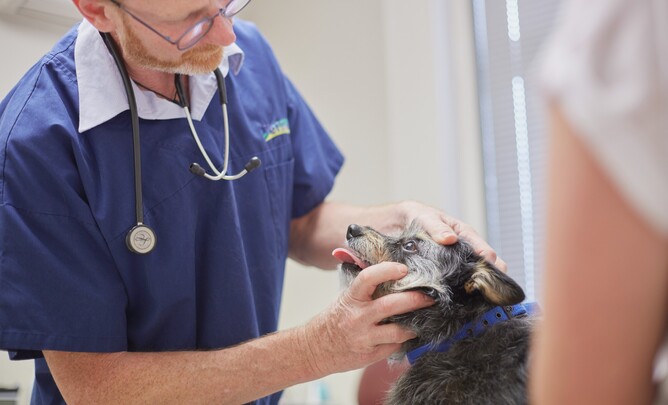 vet Olly with a dog at VetSouth