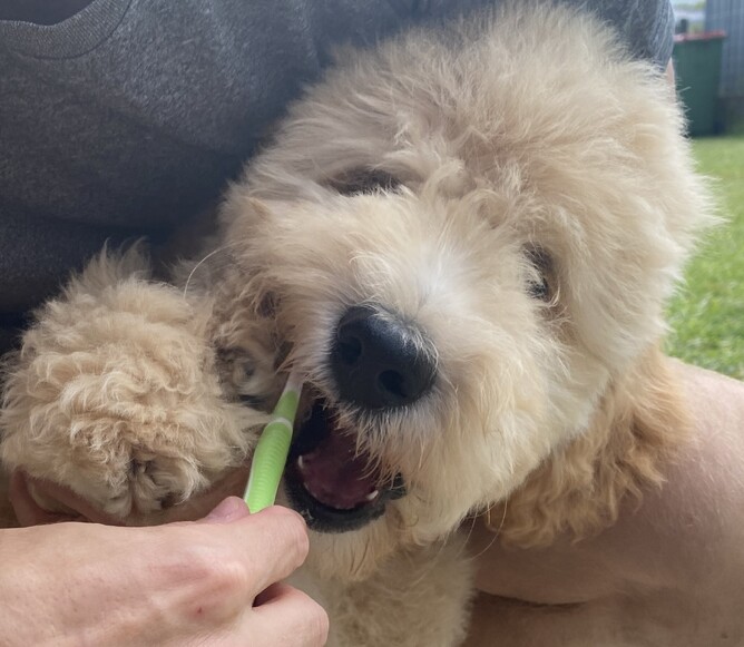 Scout enjoys getting his teeth brushed