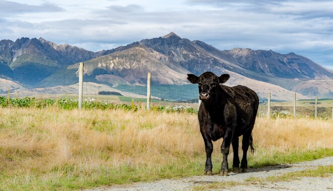 keeping bulls semen high quality