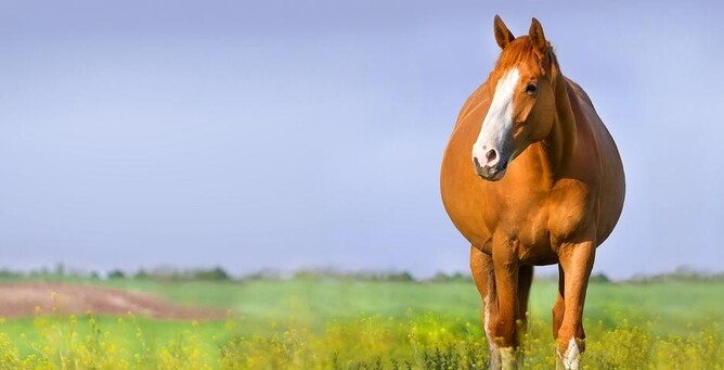 brood mare vaccinations