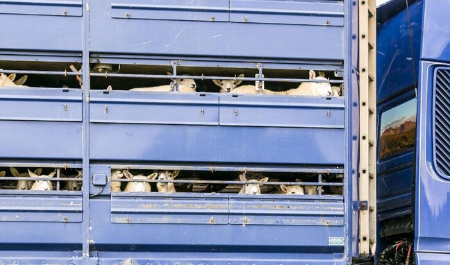 sheep transport