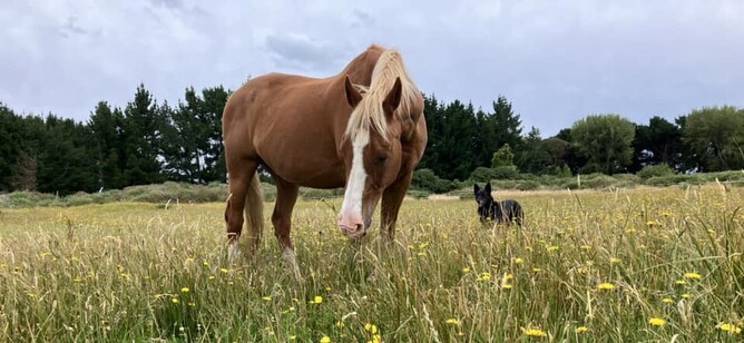 25 year old Camel owned by Natasha Holland