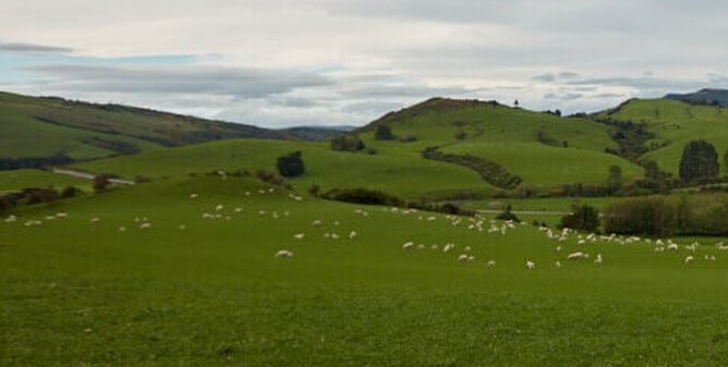 Sheep in paddock in new zealand vetsouth