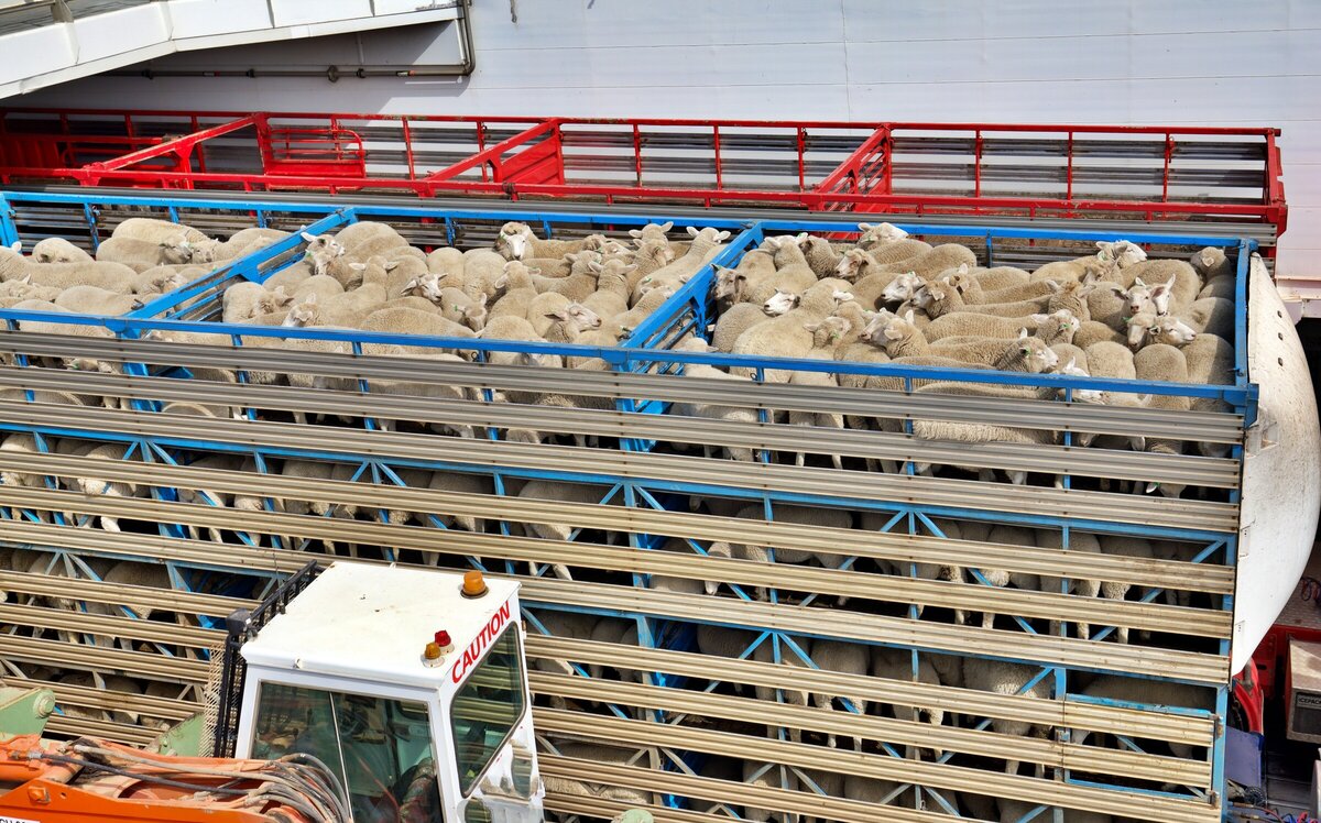 Are your lambs fit for transport? VetSouth