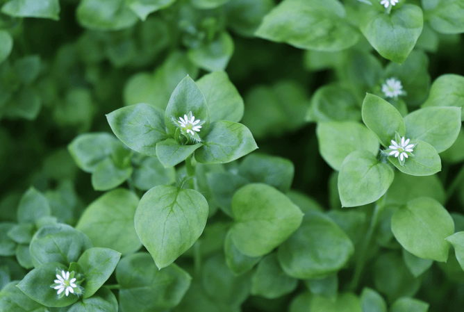 Chickweed