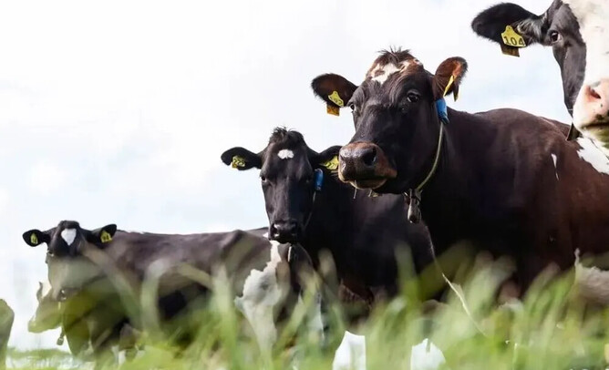 Image credit: AllFlex