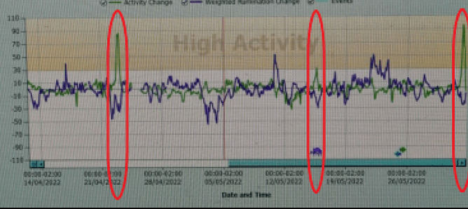 Cow in heat - AllFlex