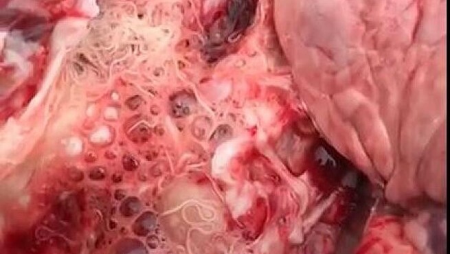 lung worms in lambs