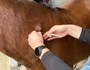 Should I vaccinate my horse against tetanus?