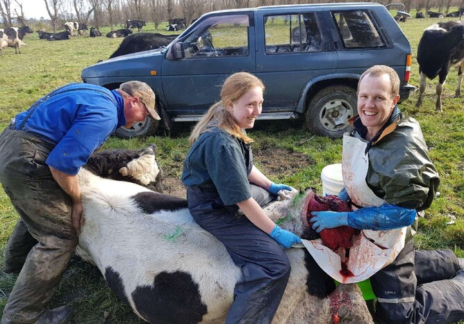 prolapsed uterus | vetsouth