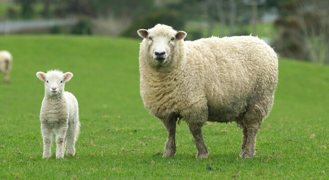 ewe and lamb in a paddock | vetsouth