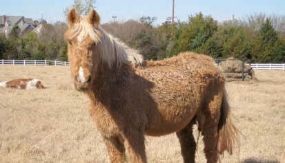 Advanced PPID or late stage Hirsutism (photo courtesy N Frank)