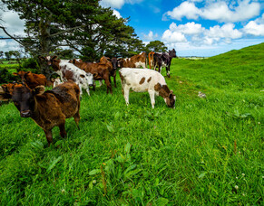 Beating B1 deficiency in youngstock