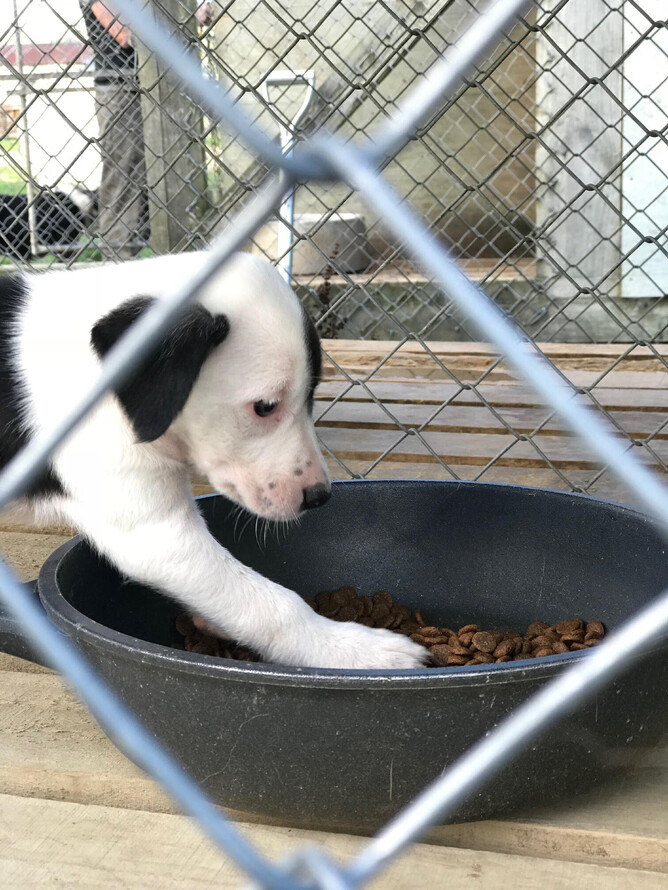 Huntaway dogs should be fed Large Breed Puppy diets until approximately 14 months of age. Credit: Rachael Buckingham.