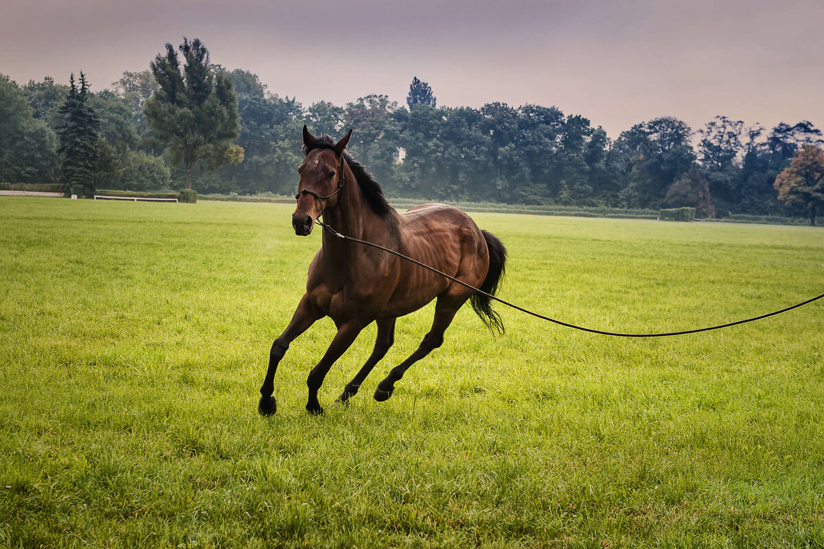 oxidative-stress-in-horses-vetsouth