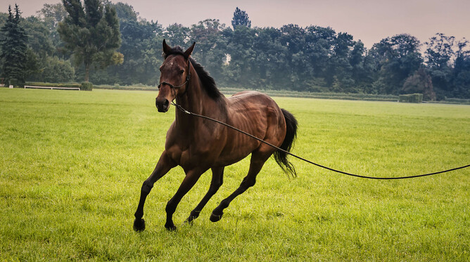 horses with oxidative stress
