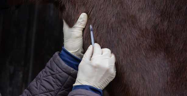 equine injection