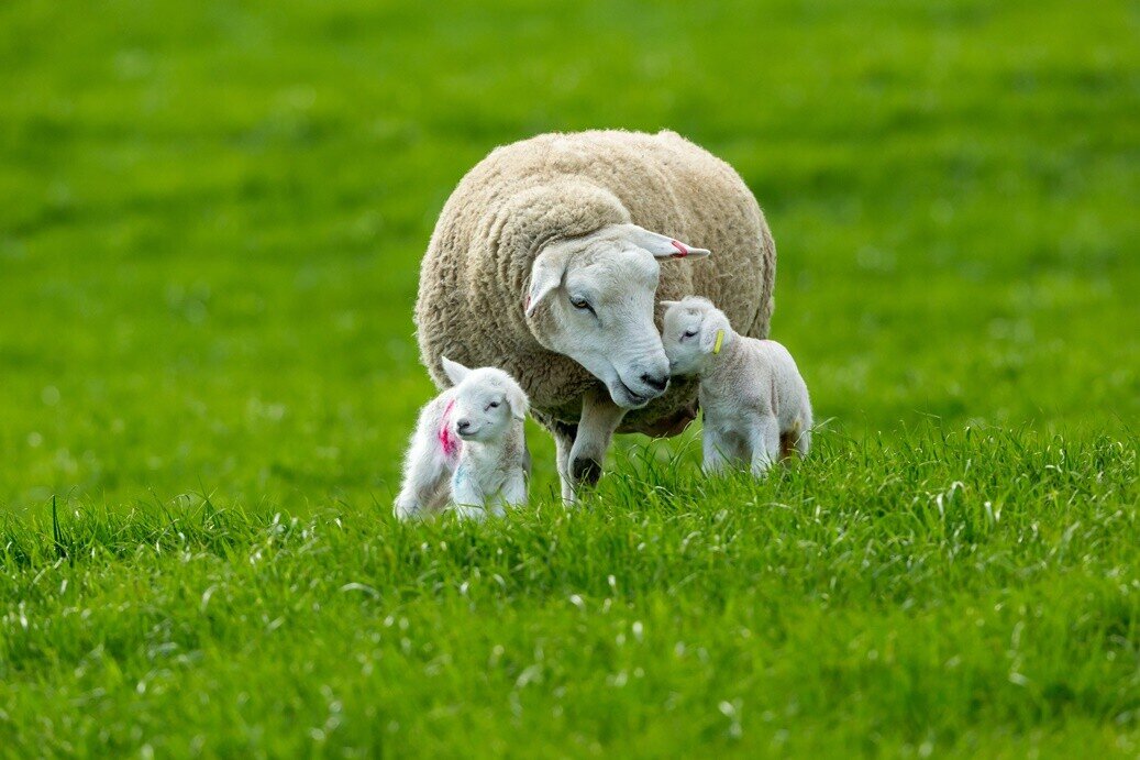 What Does Lambing Season Meaning In English