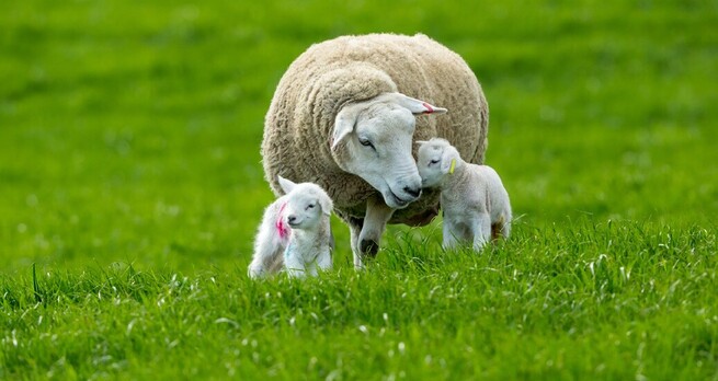 what you need for lambing