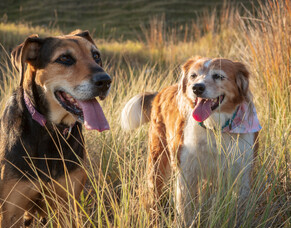 Feeding senior working dogs