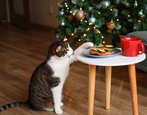 Careful with pets and Christmas treats