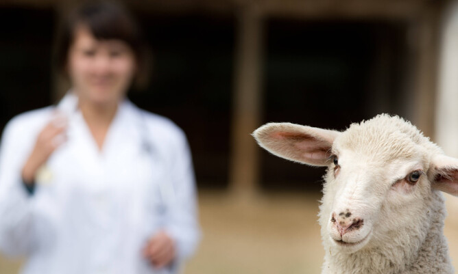 B12 for lambs vetsouth