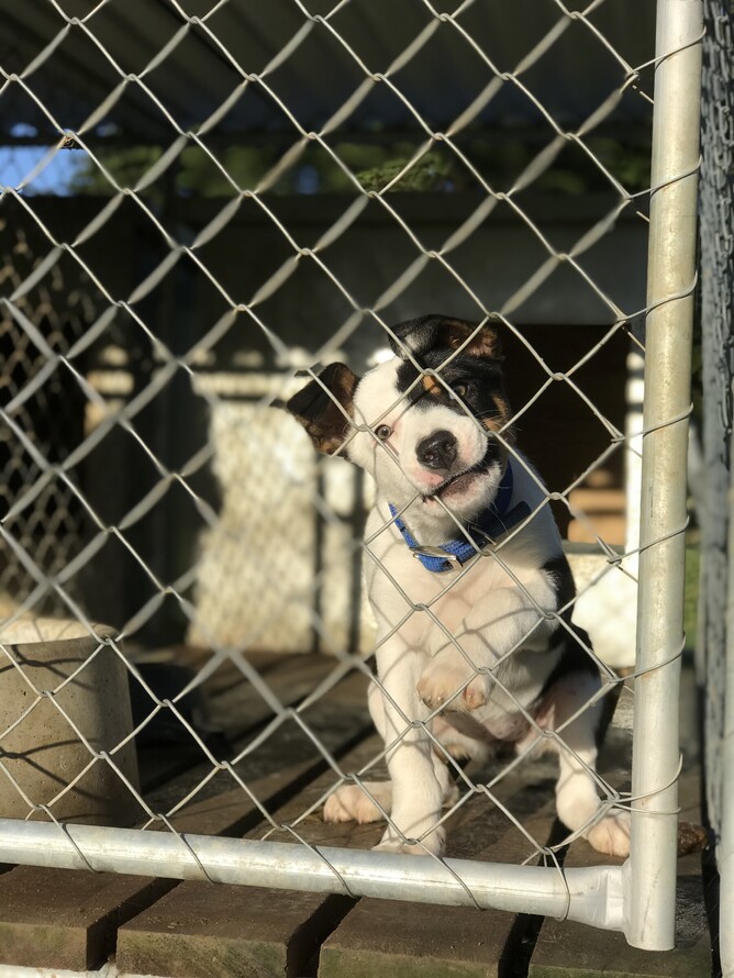 A kennel and slatted run raised off the ground improves hygiene and reduces potential disease infection (e.g. parvovirus, hookworms etc) from contaminated soil. Credit: Rachael Buckingham