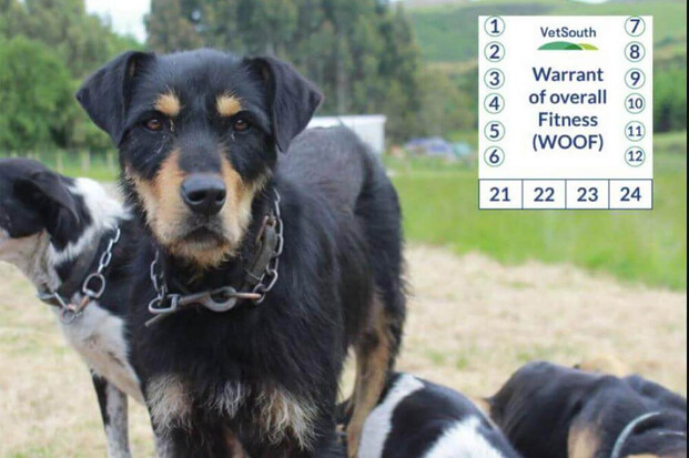 dealing with canine cough