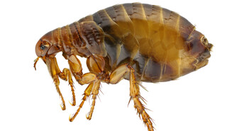 what does a flea look like