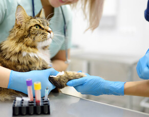 Preventative testing