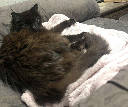 Paul post-treatment with a lovely coat and healthy weight