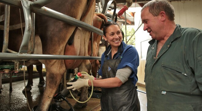 testing for mastitis in the milking shed