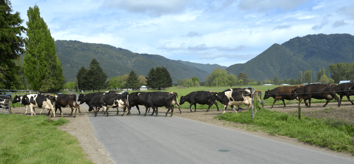 Tips for transporting cull cows | VetSouth