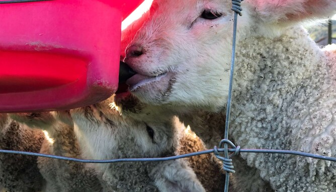 Rearing lambs tips and tricks